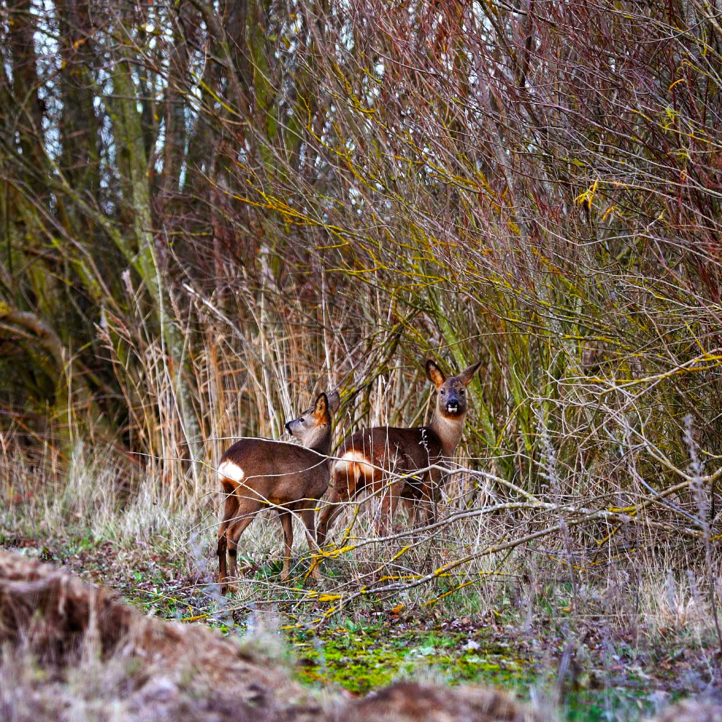 Roe deer at Waterbeach Barracks