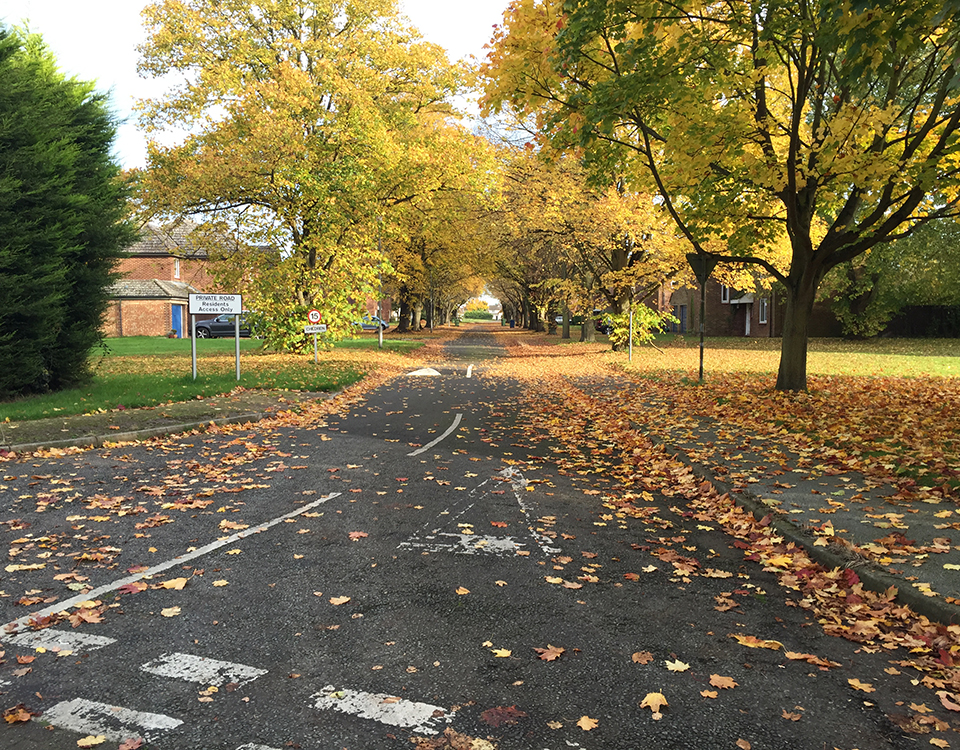 trees at Waterbeach Barracks