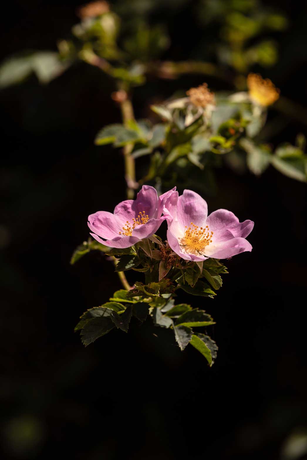 Dog roses