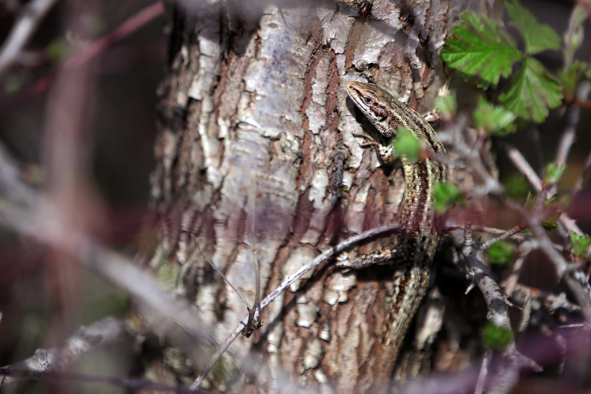 Common lizard