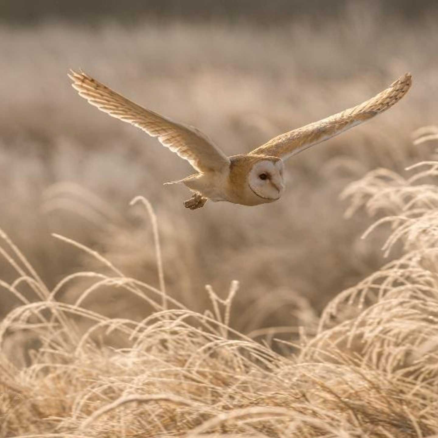 Barn owl flying