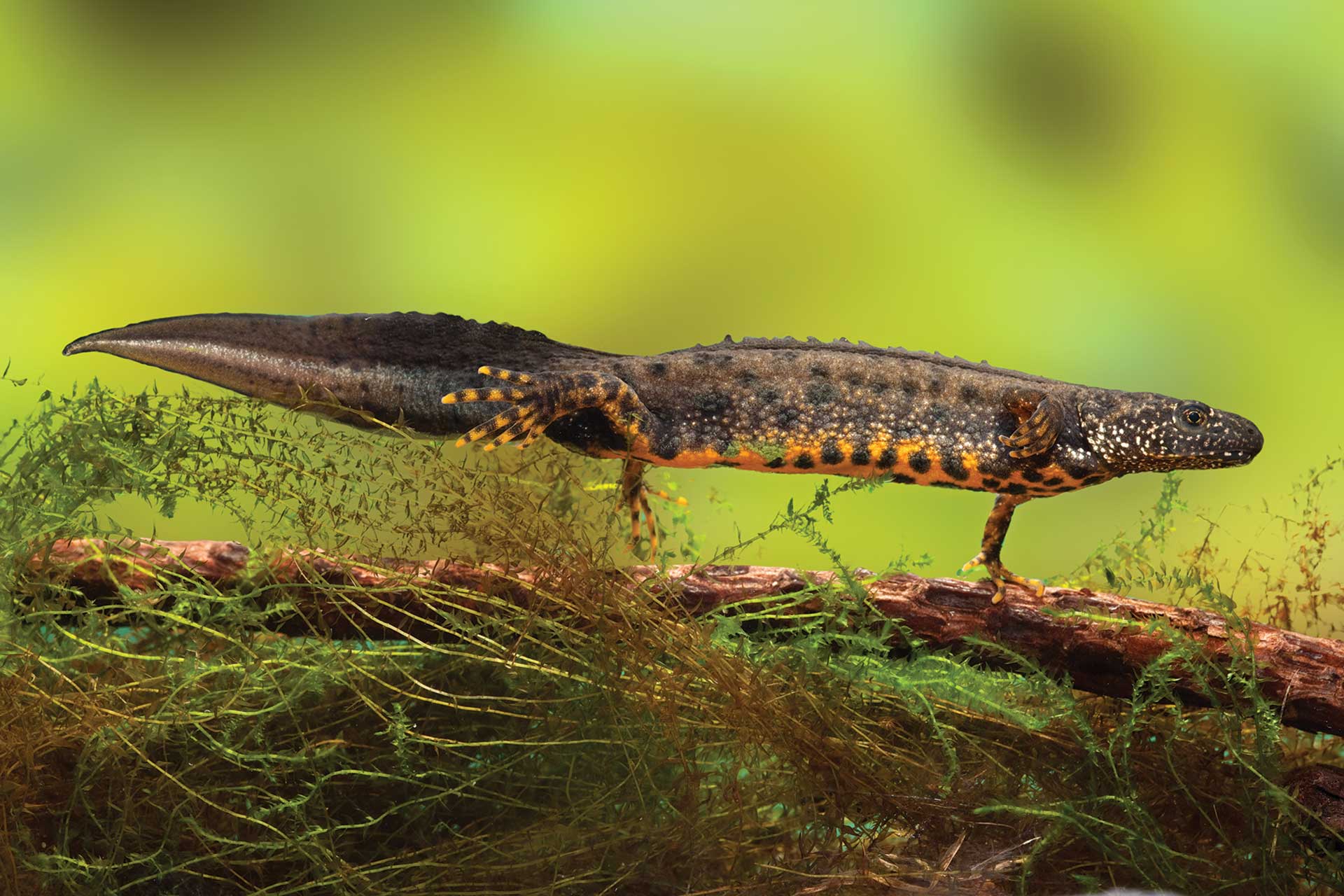 Great crested newt