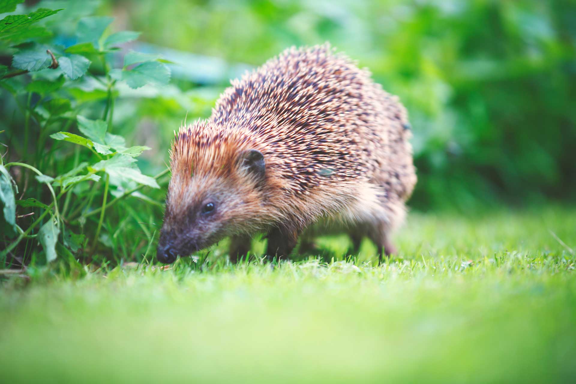 Hedgehog