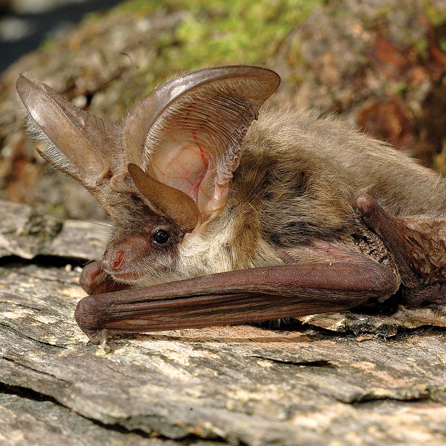 Brown long eared bat