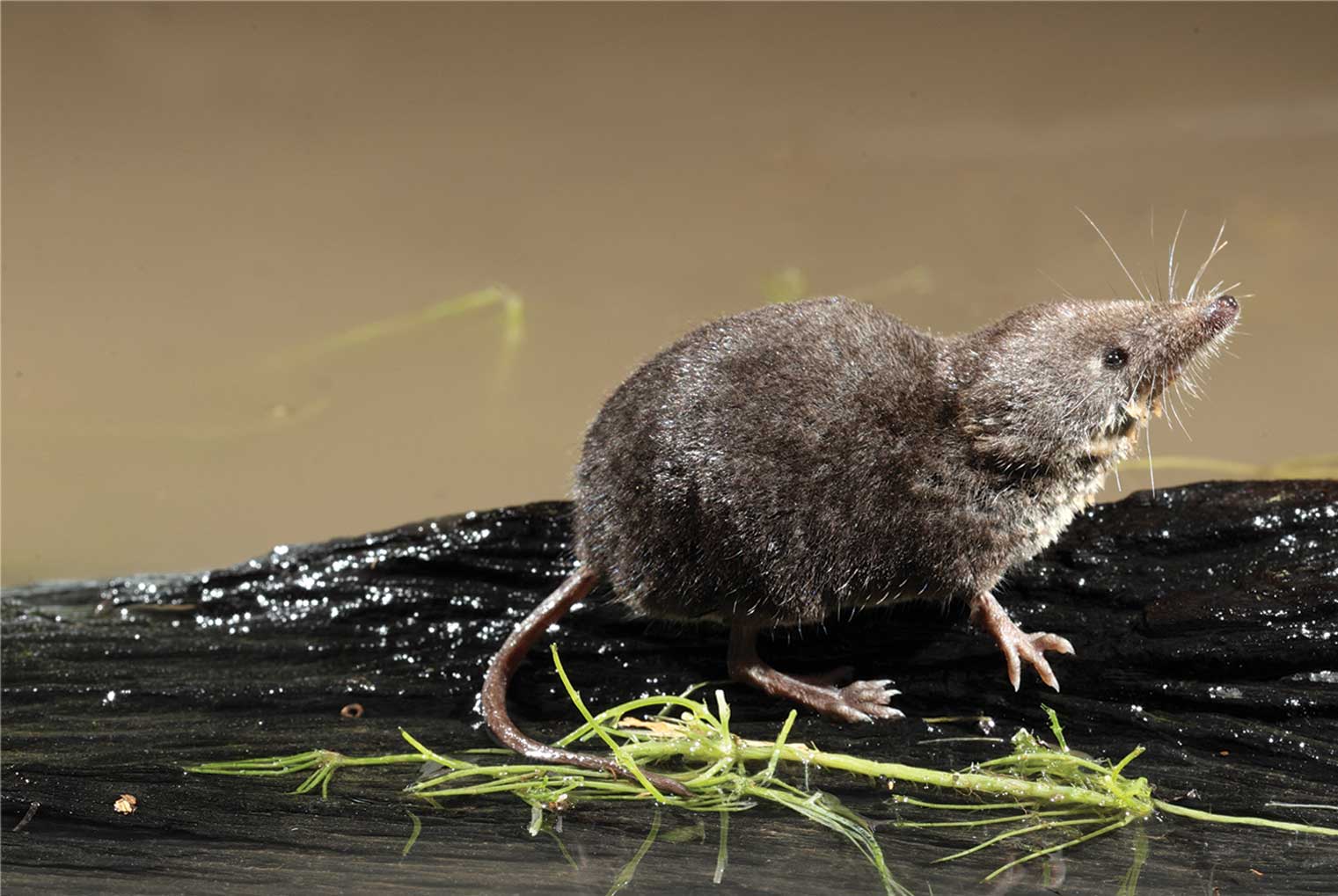 Water shrew