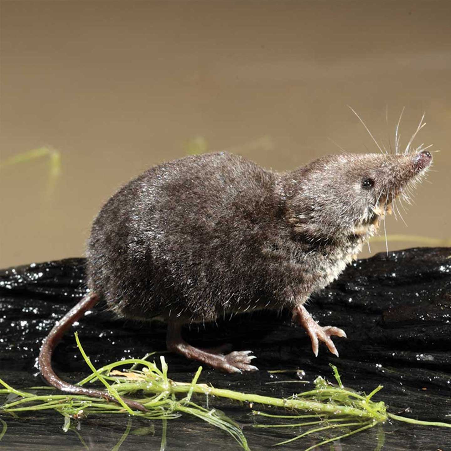 Water shrew